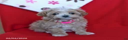 Maltipoo dogs for sale: Taffy - Ad 3