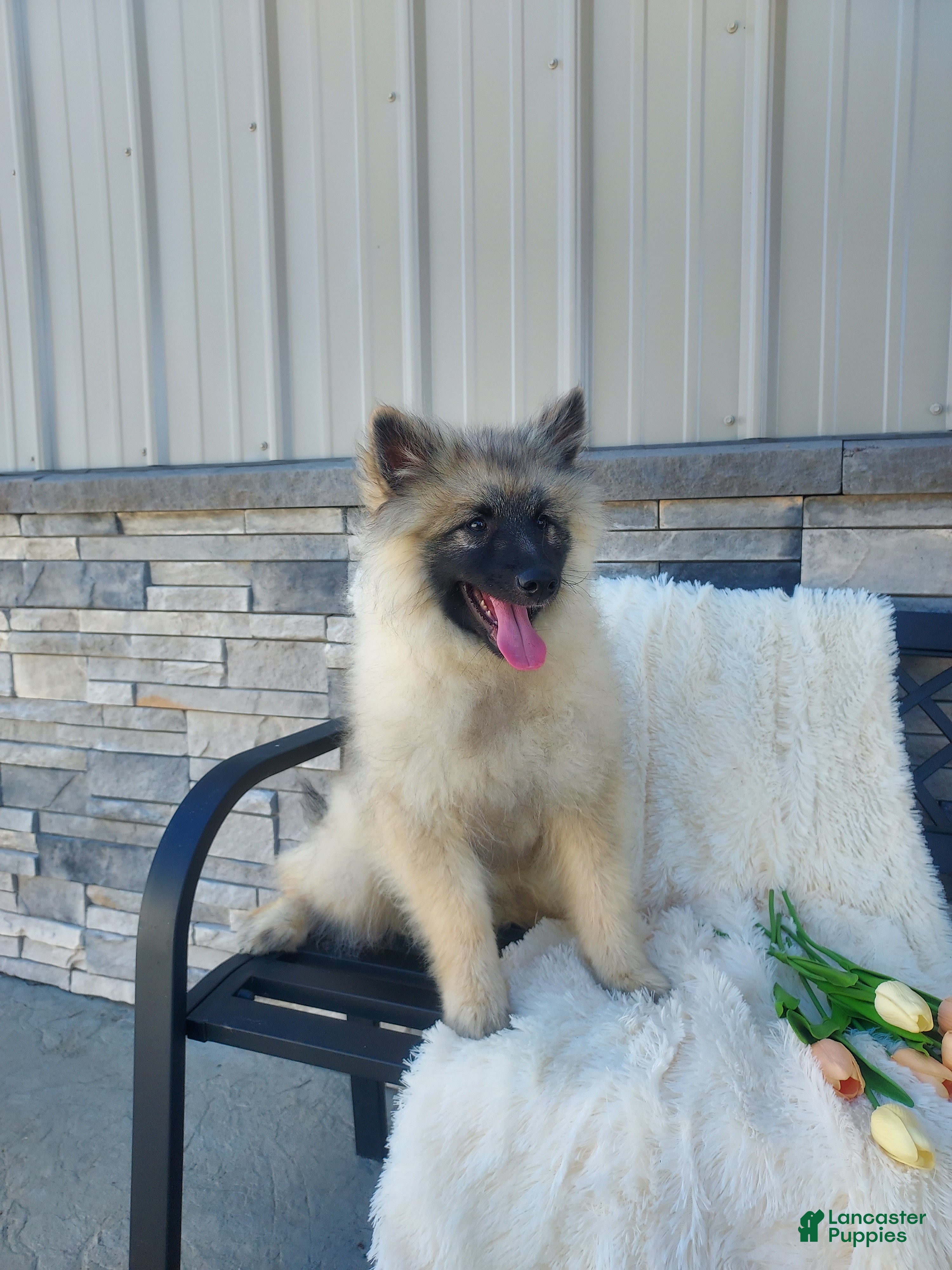 Keeshond dogs Tanner - Ad 1