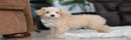 Schnoodle dogs for sale: Bruno - Ad 6