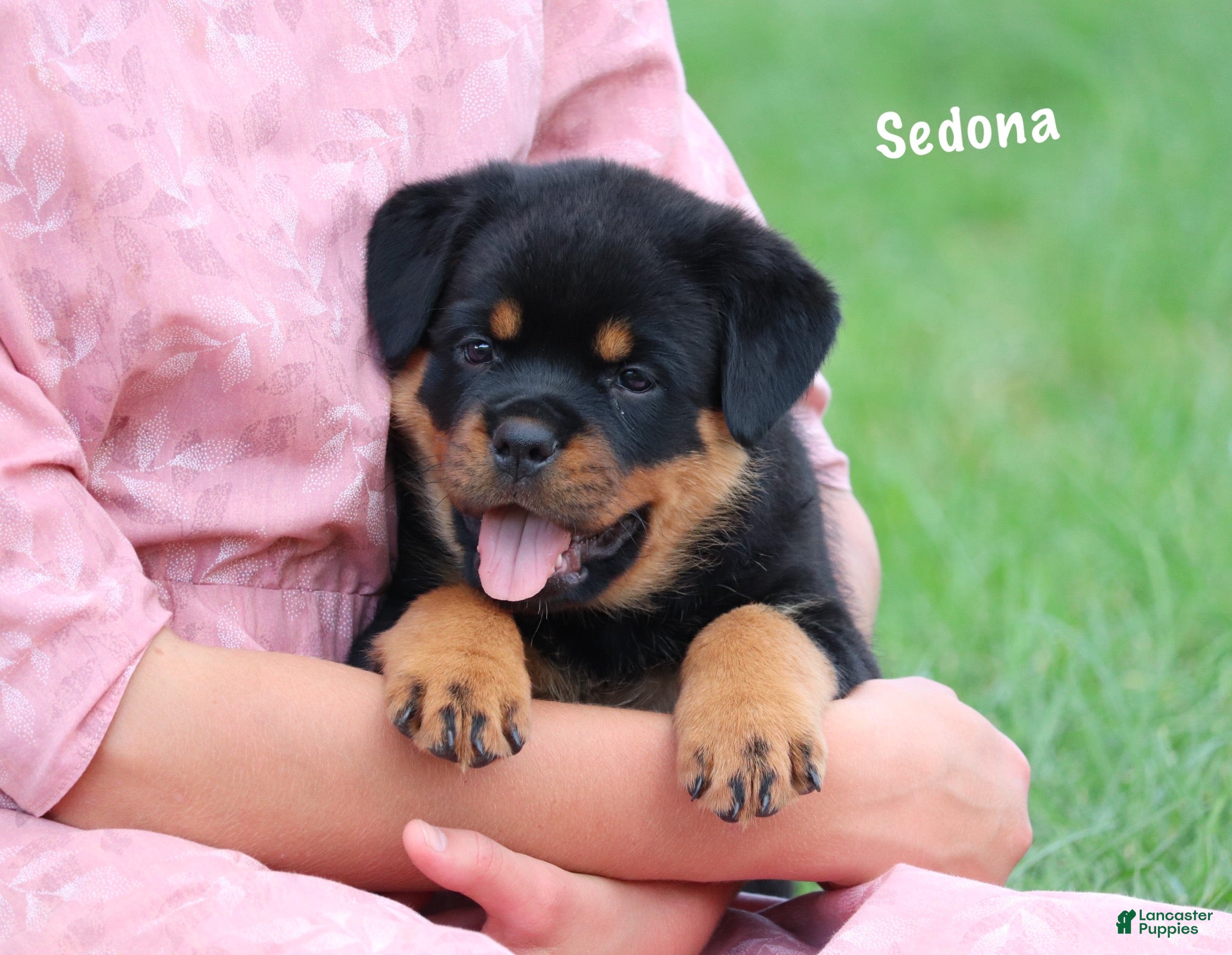 Rottweiler dogs Sedona w a Long Tail  - Ad 1