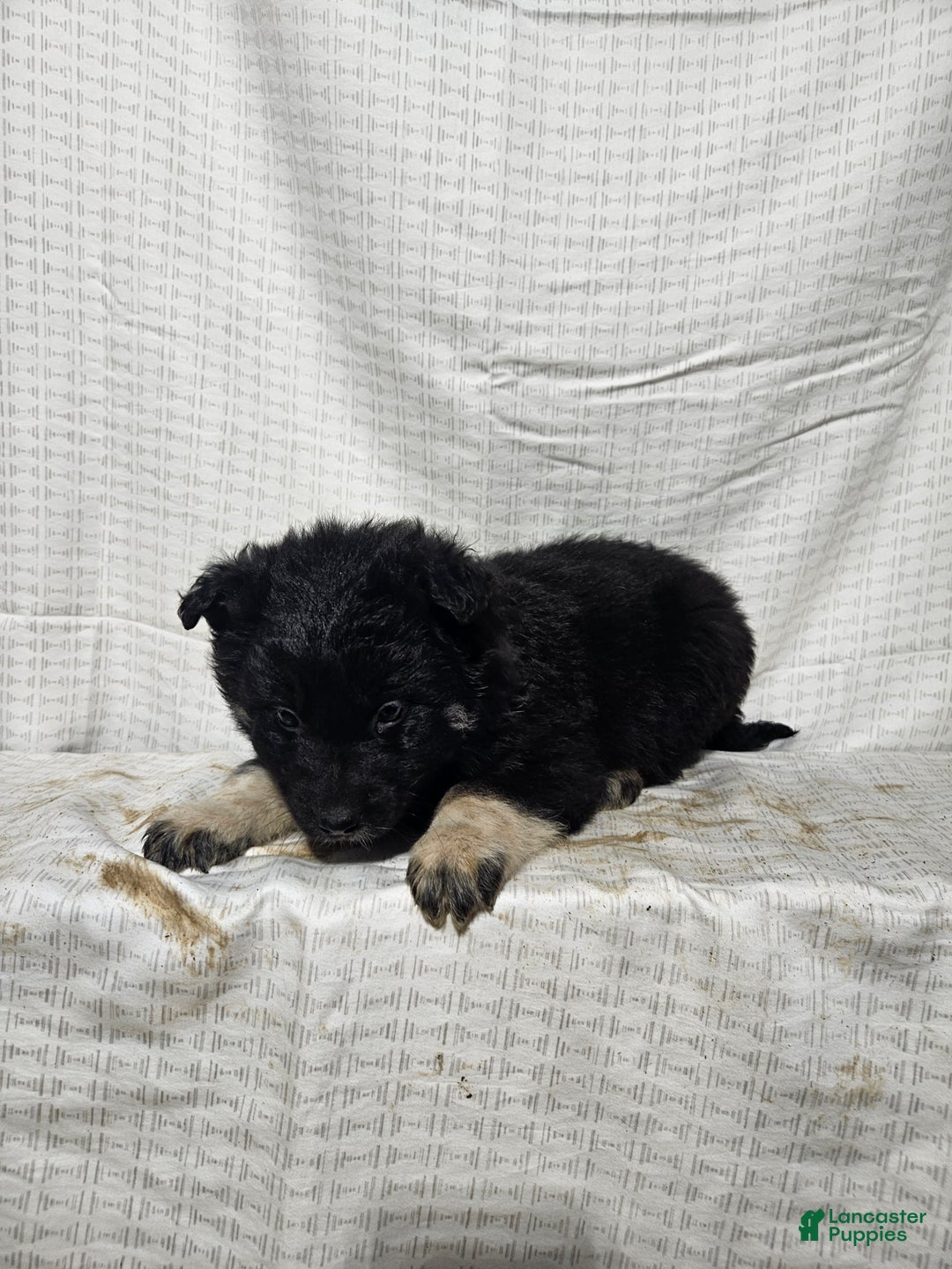 Mixed Breed dogs for sale: Carl - Ad 5