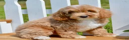 Cockapoo dogs for sale: True - Ad 6