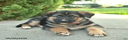 Mixed Breed dogs for sale: Roman  - Ad 4
