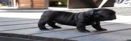 French Bulldog dogs for sale: Stitch - Ad 4