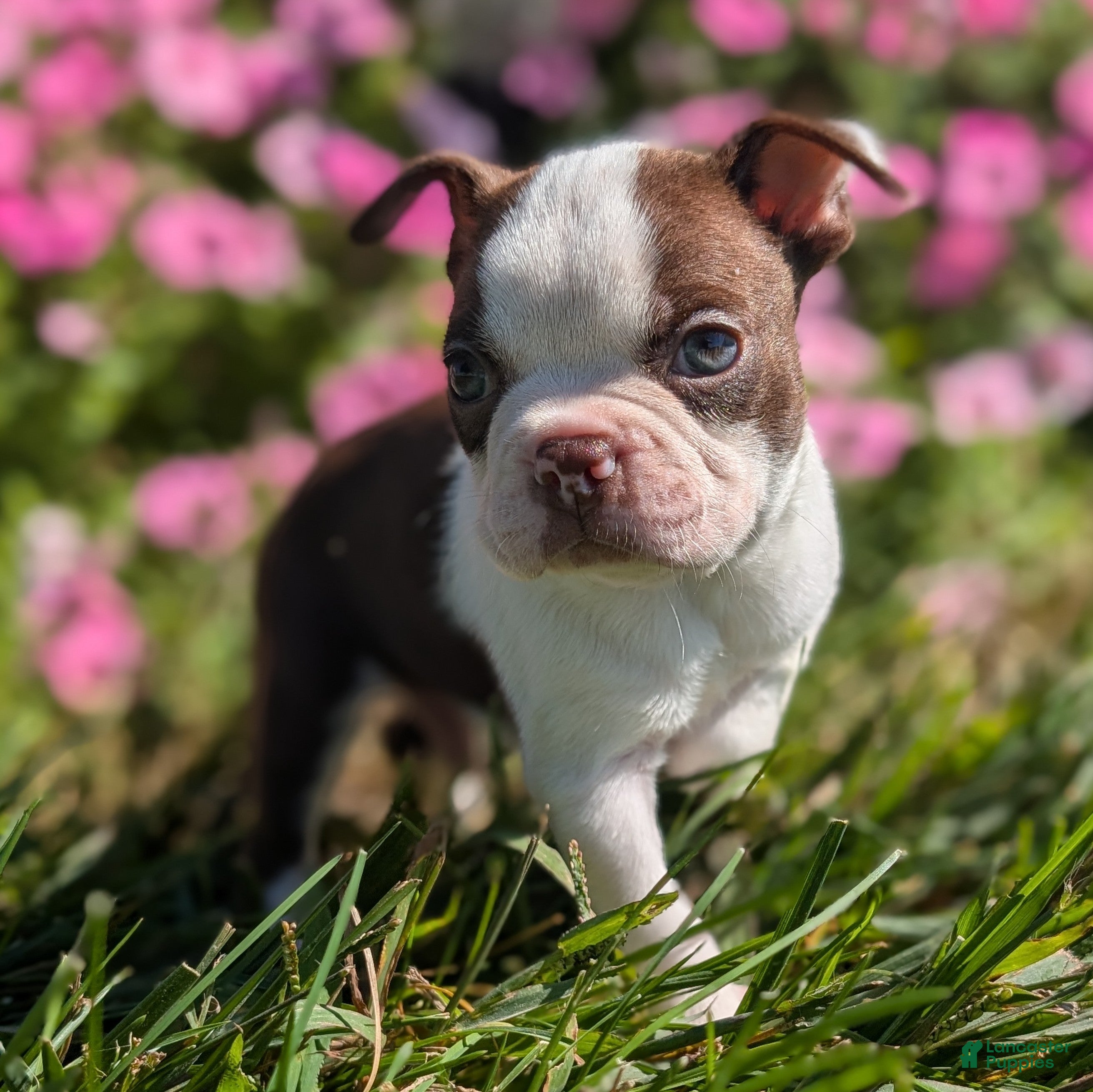 Boston Terrier dogs Red Pepper - Ad 2