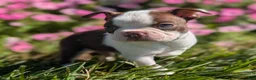 Boston Terrier dogs for sale: Red Pepper - Ad 1