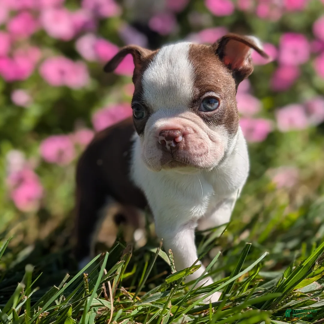 Boston Terrier dogs for sale: Red Pepper - Ad 1