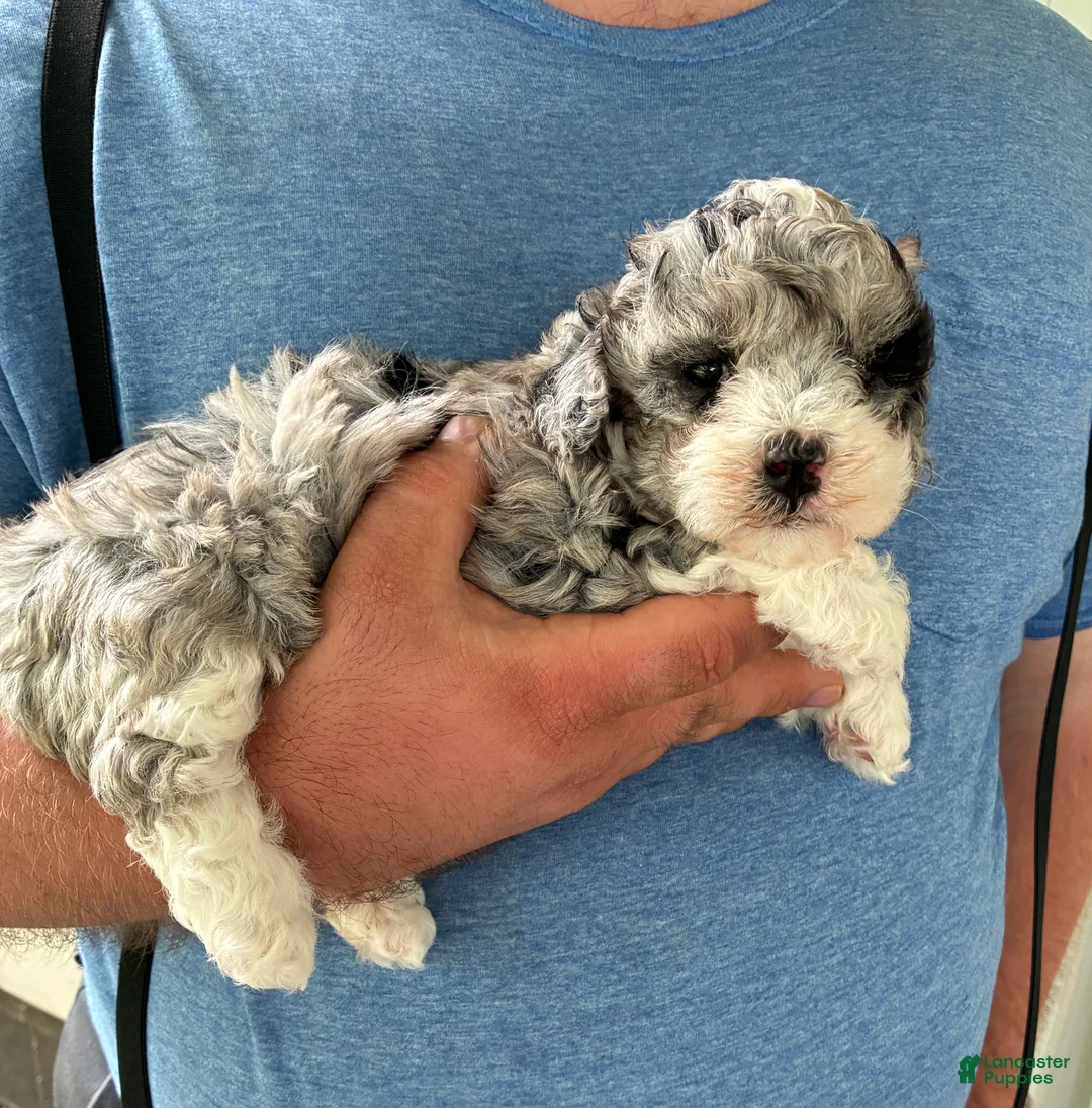 Mini Bernedoodle dogs for sale: Mini Bernedoodle Nicole - Ad 1