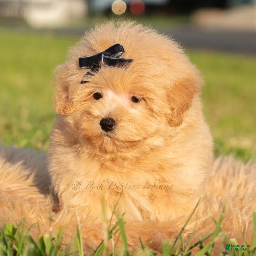 Maltipoo dogs for sale: Lyric - Ad 2