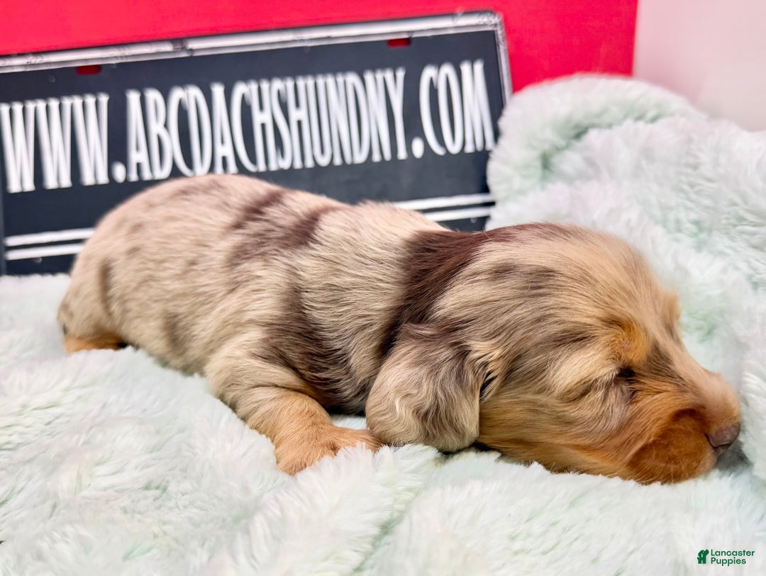 Miniature Dachshund dogs for sale: Champion bred Russian  - Ad 5