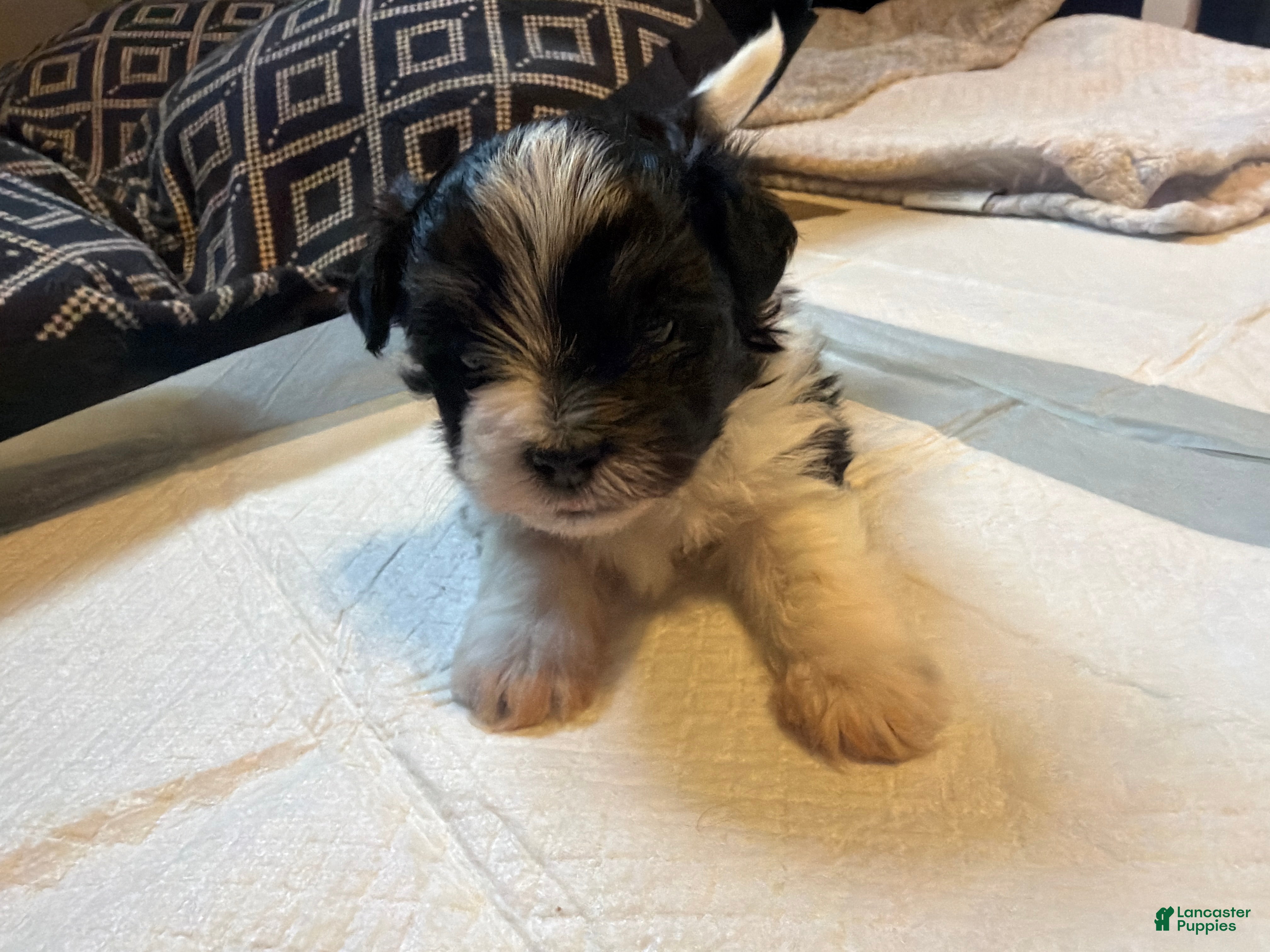 Havanese dogs Havanese Puppy 1 - Ad 27