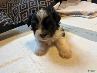 Havanese dogs Havanese Puppy 1 - Ad 18