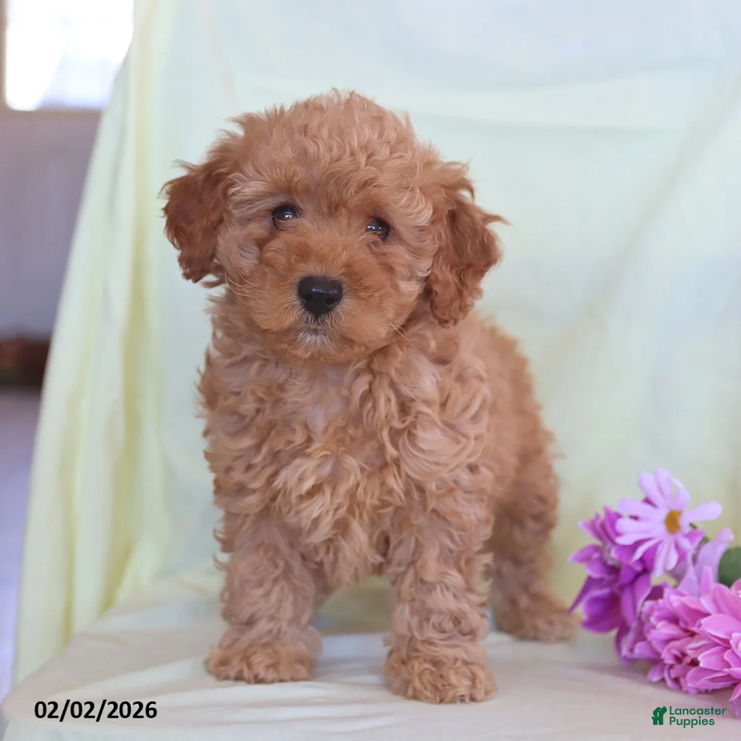 Toy Poodle dogs for sale: Allie - Ad 5
