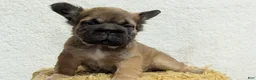 French Bulldog dogs for sale: Olive - Ad 13