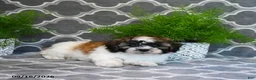 Mixed Breed dogs for sale: Fern - Ad 4