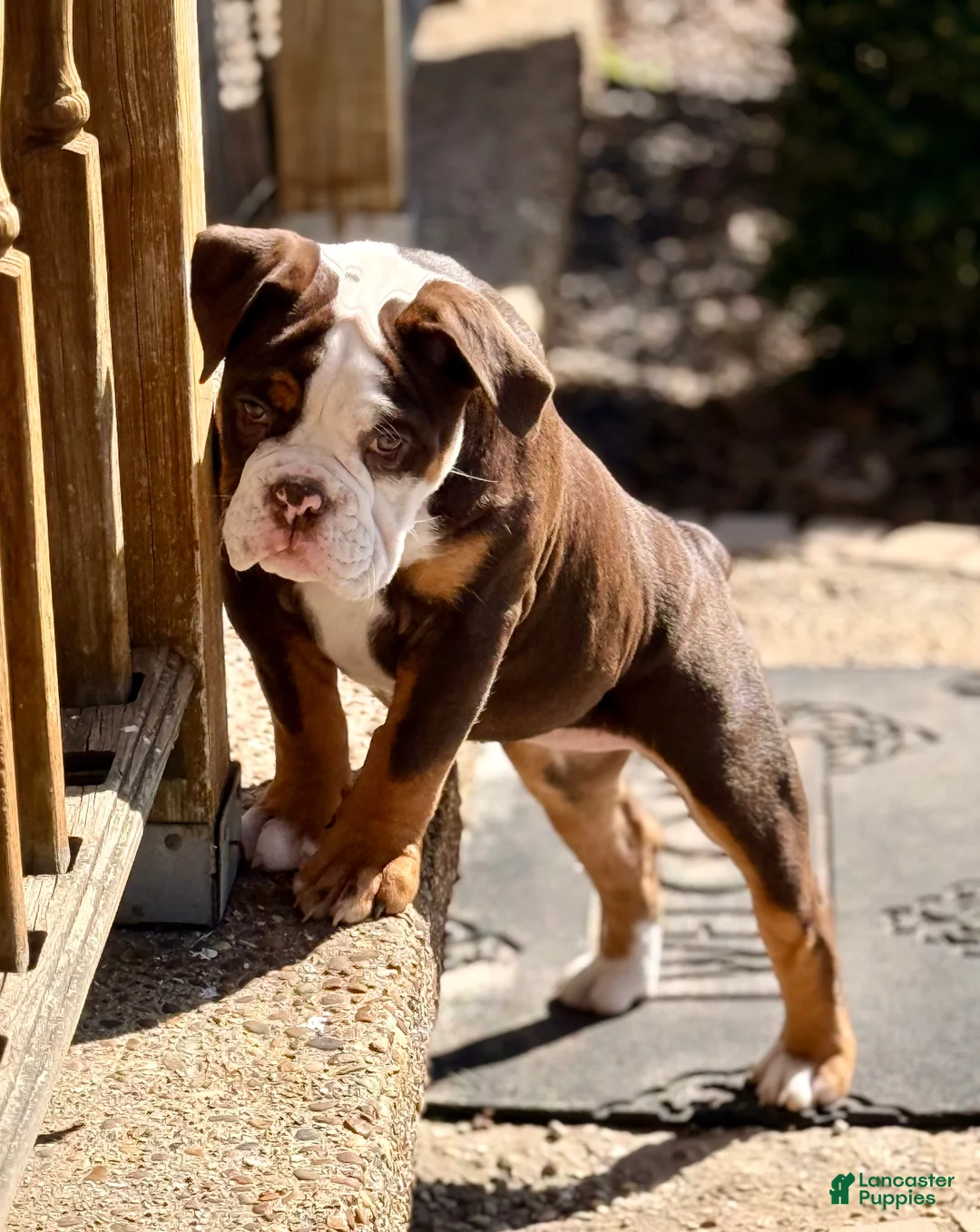 Olde English Bulldogge dogs for sale: Clair - Ad 2