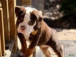 Olde English Bulldogge dogs Clair - Ad 22