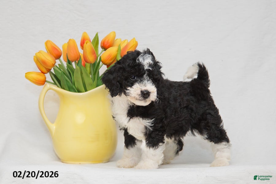 Mini Goldendoodle dogs Abby - Ad 1