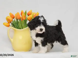 Mini Goldendoodle dogs for sale: Abby - Ad 2