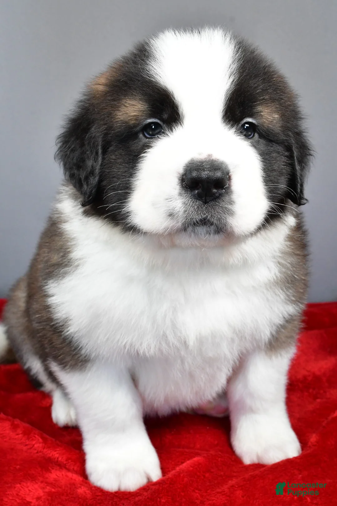 Saint Bernard dogs for sale: dakota - Ad 7