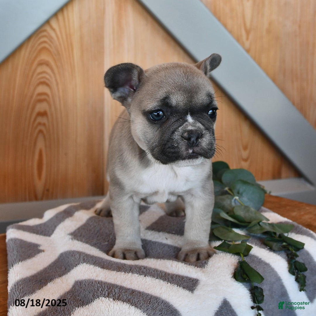 French Bulldog dogs for sale: Tia - Ad 13