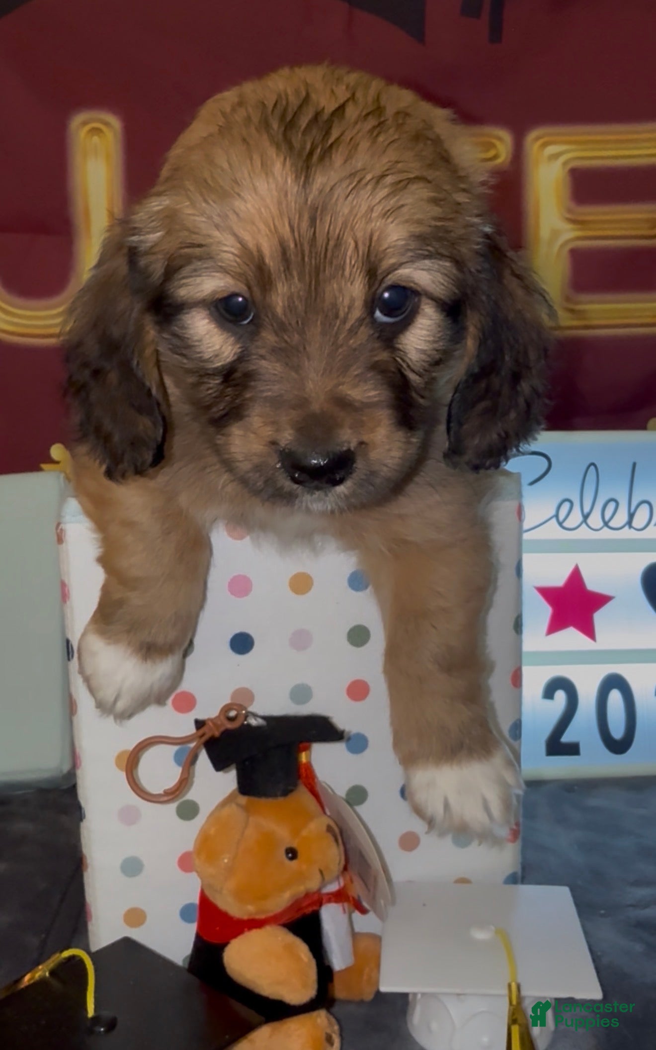 Mixed Breed dogs Bassetoddle girl - Ad 22