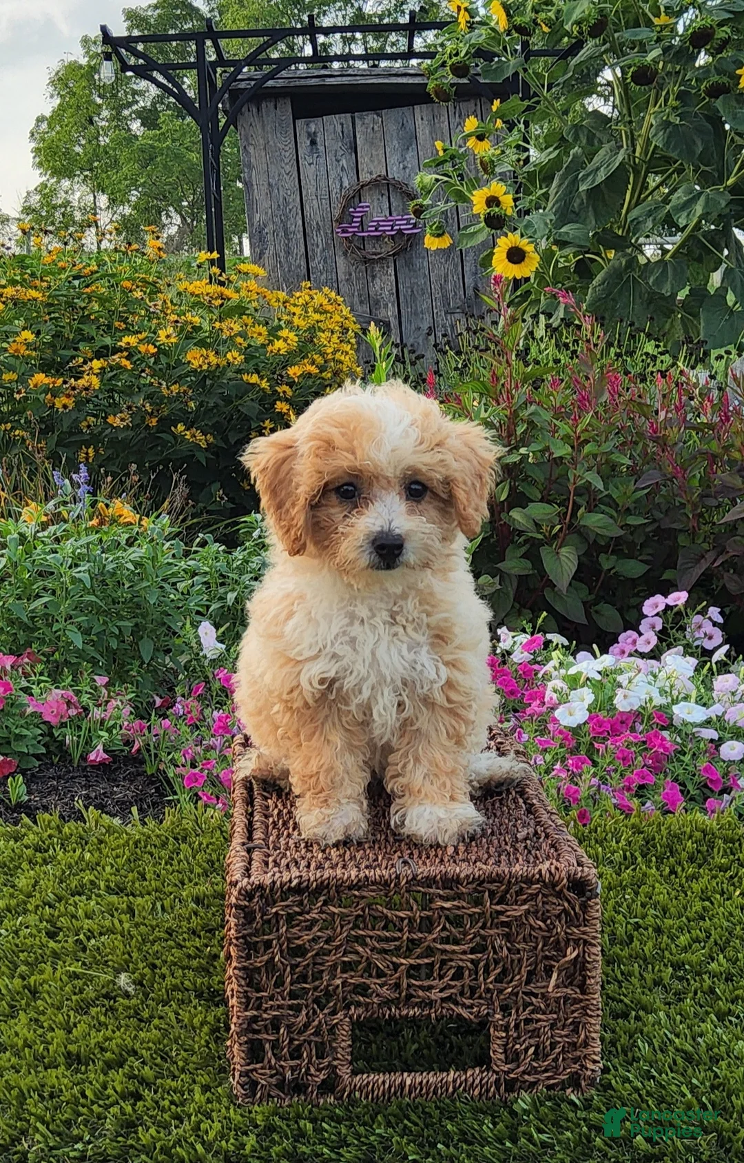 Havapoo dogs for sale: Avery - Ad 1