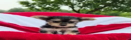 Yorkshire Terrier dogs for sale: Daisy - Ad 11