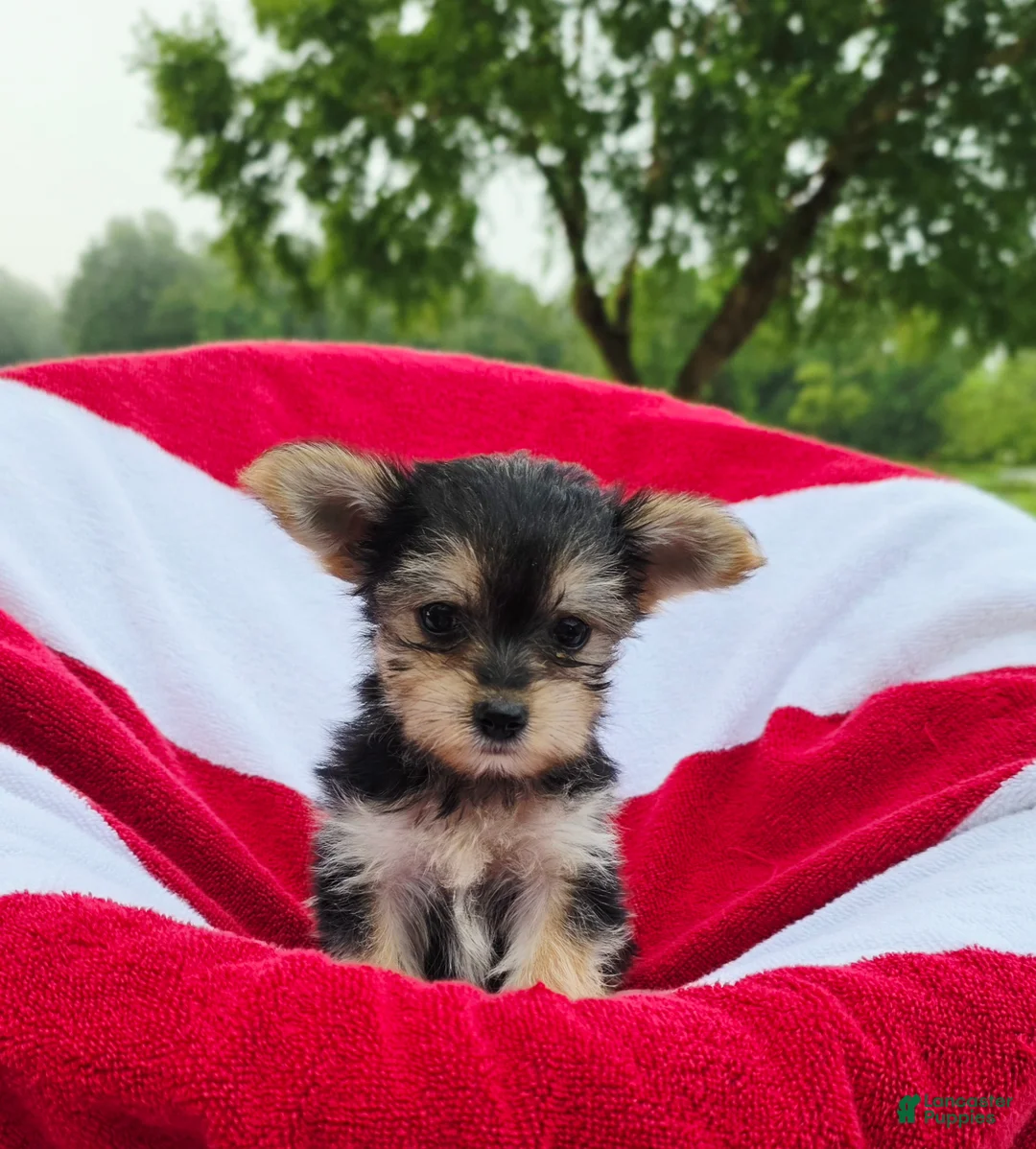 Yorkshire Terrier dogs for sale: Daisy - Ad 11
