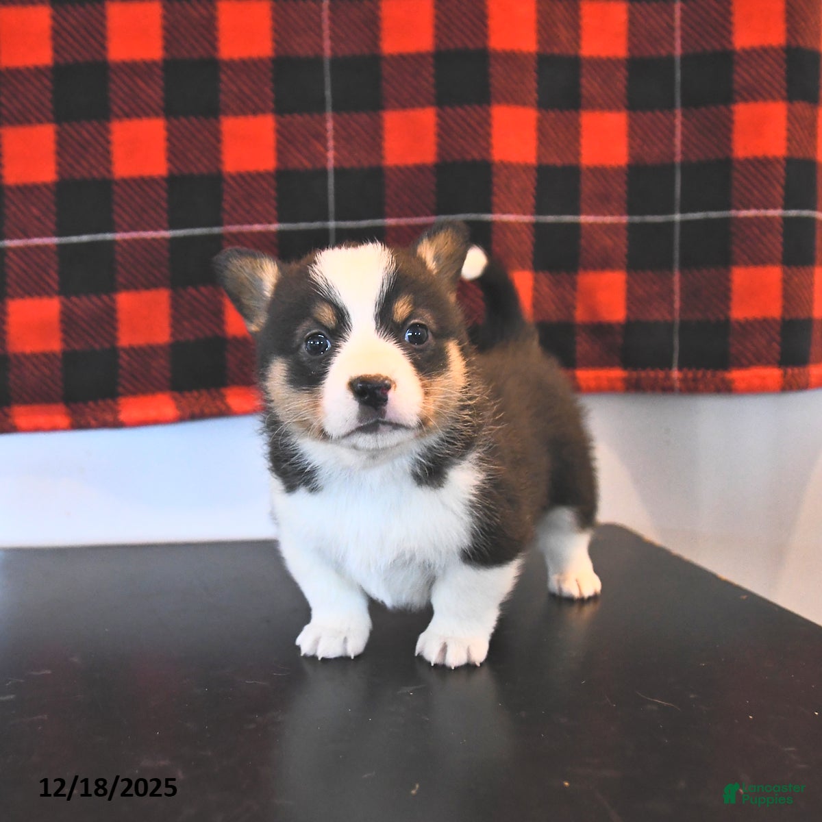 Welsh Corgi Pembroke dogs Gabby  - Ad 9