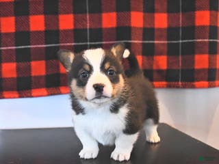 Welsh Corgi Pembroke dogs Gabby - Ad 26