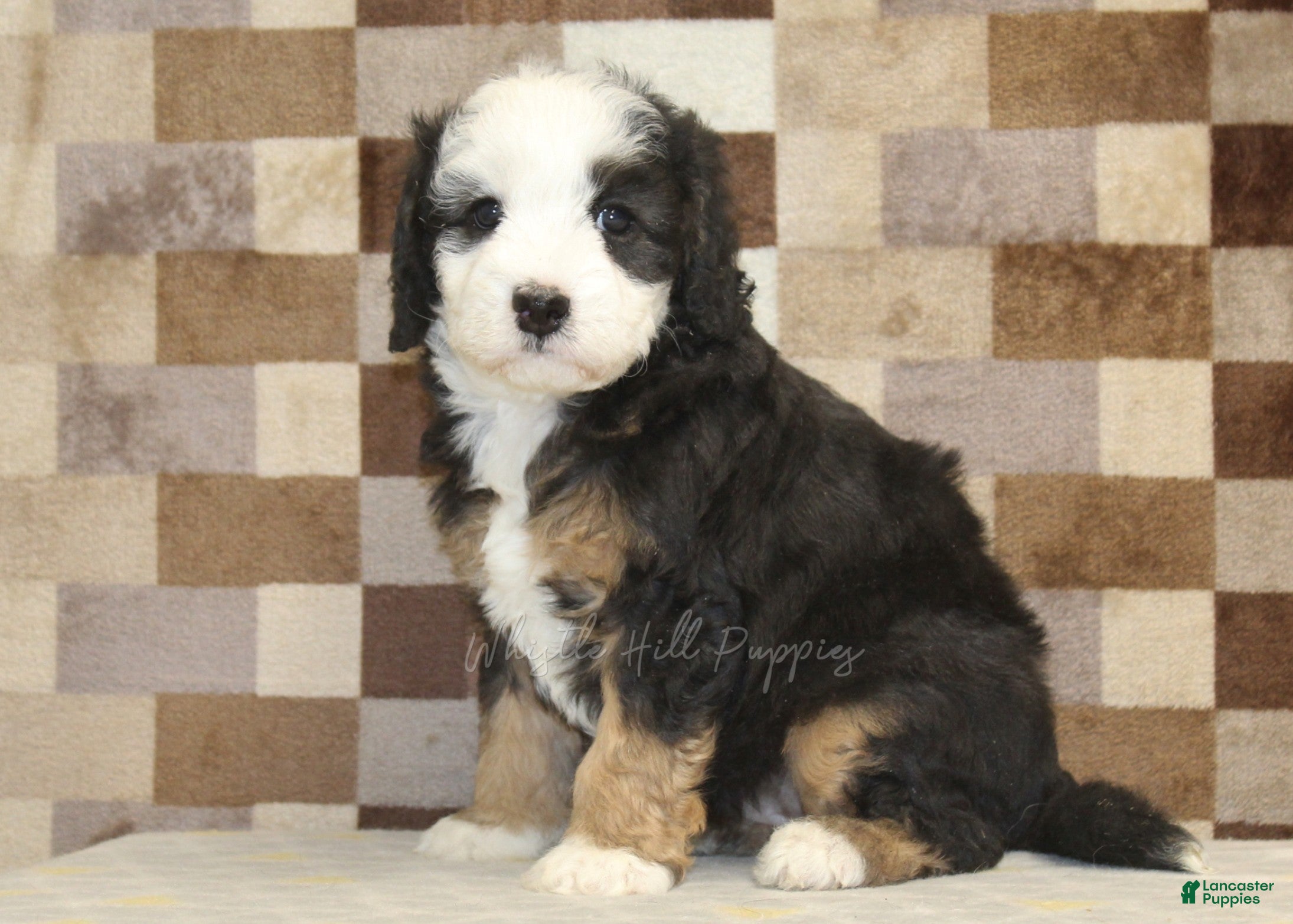 Mini Bernedoodle dogs Hanna - Ad 24
