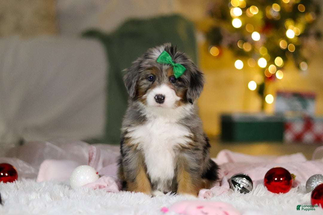 Mini Bernedoodle dogs for sale: Taylor - Ad 5