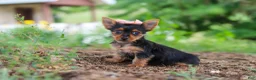 Yorkshire Terrier dogs for sale: Ellie - Ad 6