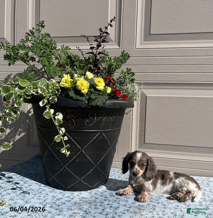 Miniature Dachshund dogs for sale: Lady - Ad 3