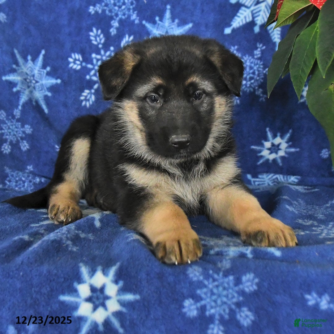 German Shepherd dogs for sale: Nick  - Ad 2