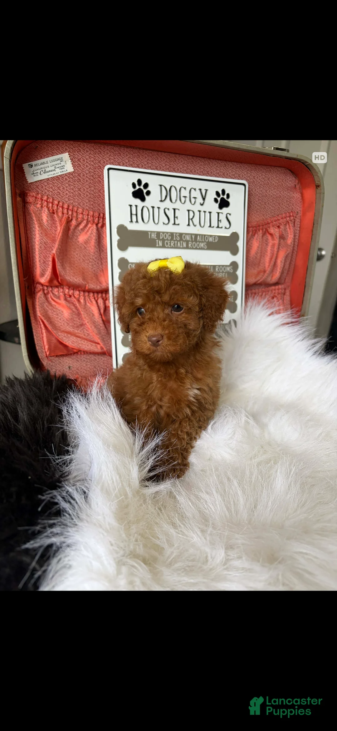 Toy Poodle dogs for sale: Akc Bred The Color Red - Ad 3