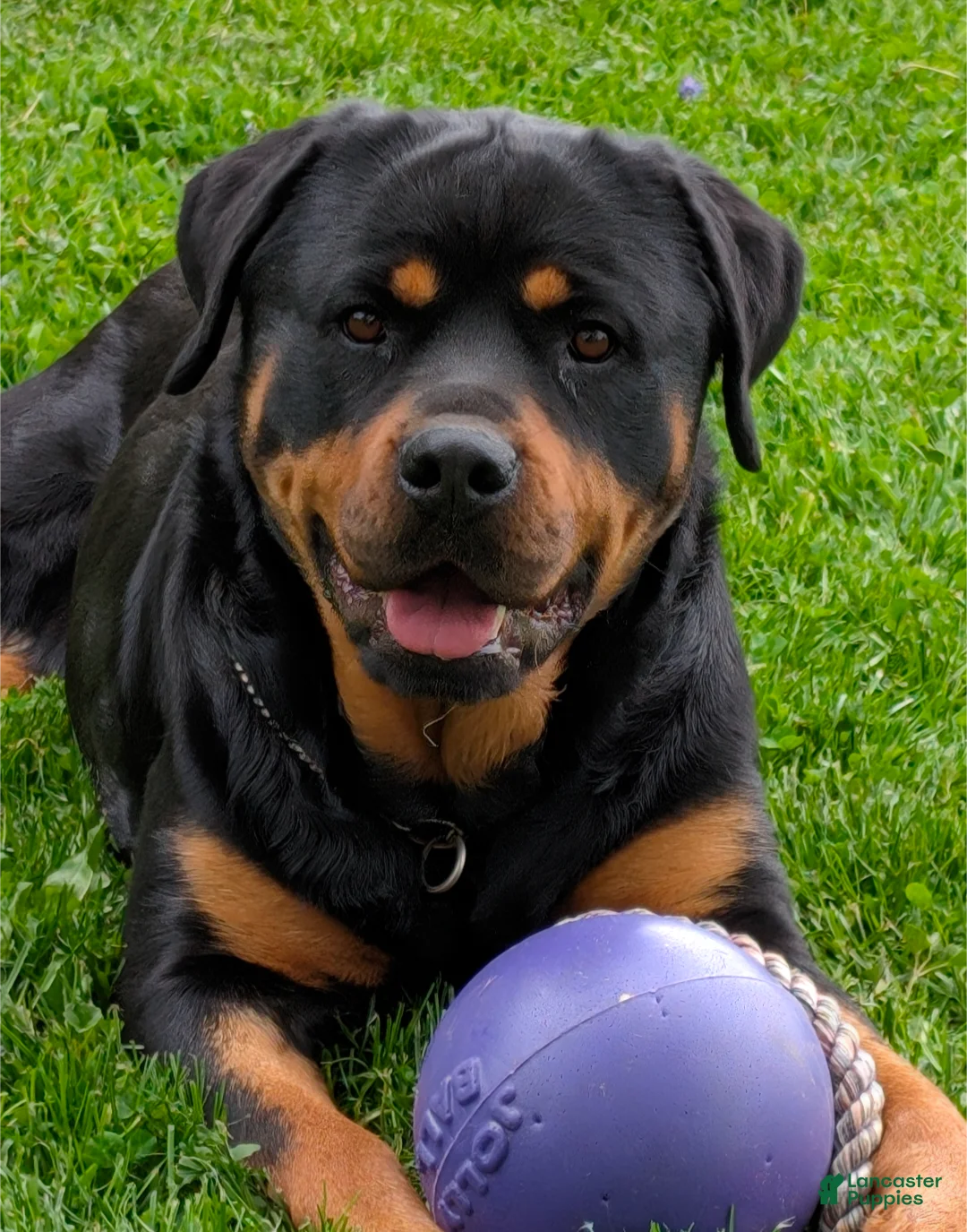 Rottweiler dogs for sale: Bella - Ad 3