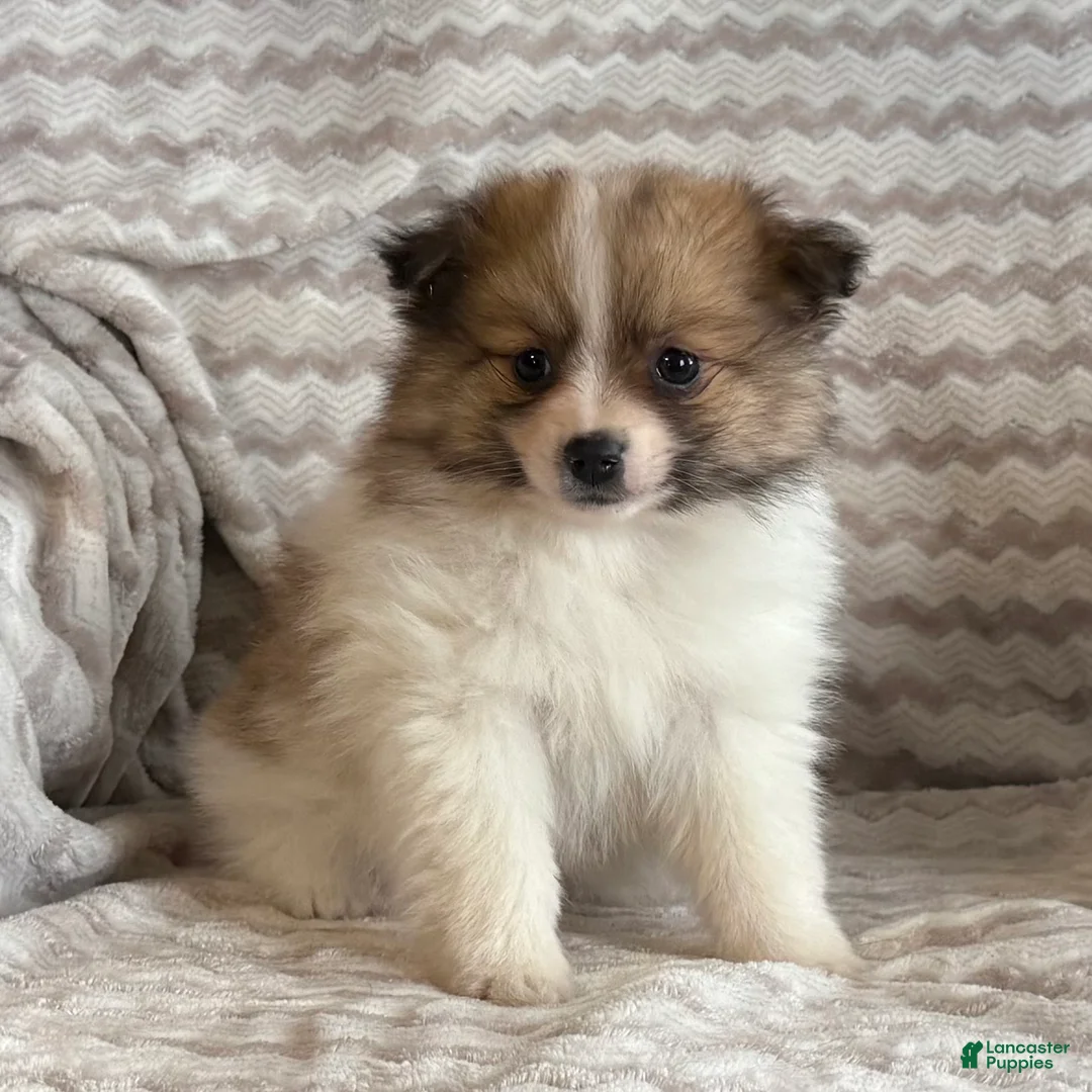 Pomeranian dogs for sale: Rosy - Ad 6