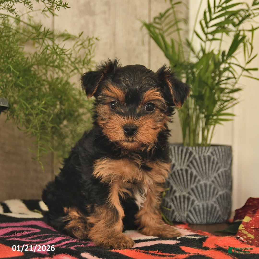 Yorkshire Terrier dogs for sale: Rusty  - Ad 3