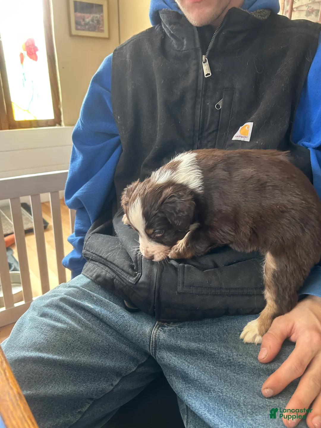 Australian Shepherd dogs for sale: Scarlet O'hara - Ad 3