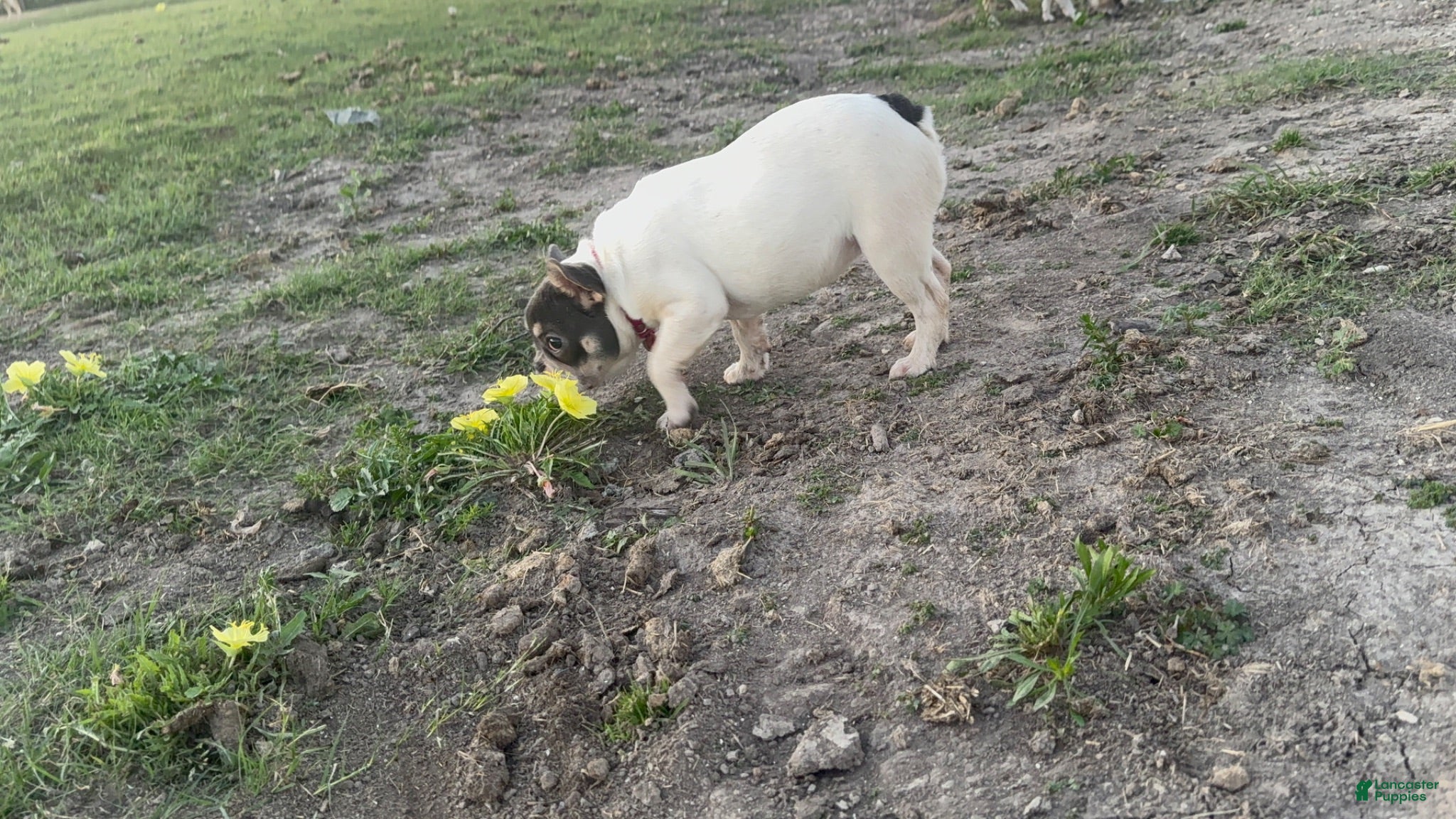 French Bulldog dogs Pibbles - Ad 17