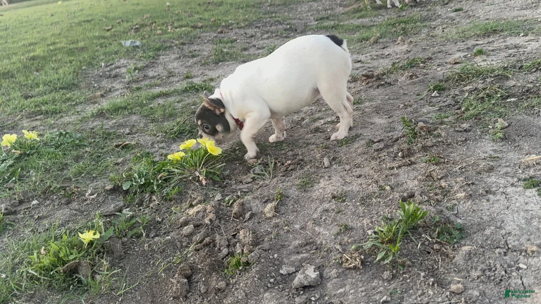 French Bulldog dogs for sale: Pibbles - Ad 1