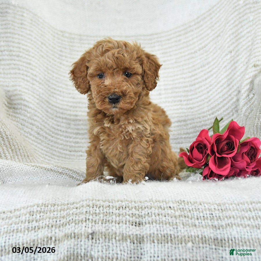 Mini Goldendoodle dogs Jewel - Ad 1