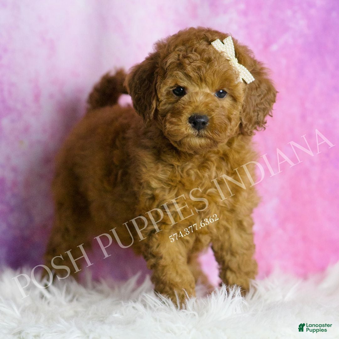 Mini Goldendoodle dogs Darling - Ad 42