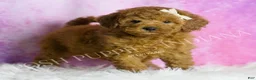 Mini Goldendoodle dogs for sale: Darling - Ad 1