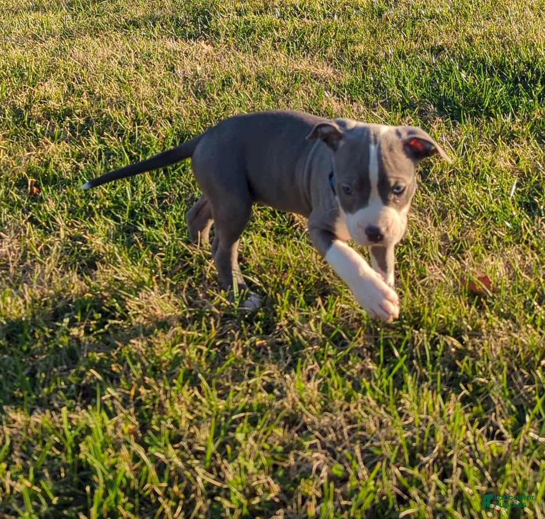 American Bully dogs for sale: Classic  - Ad 4