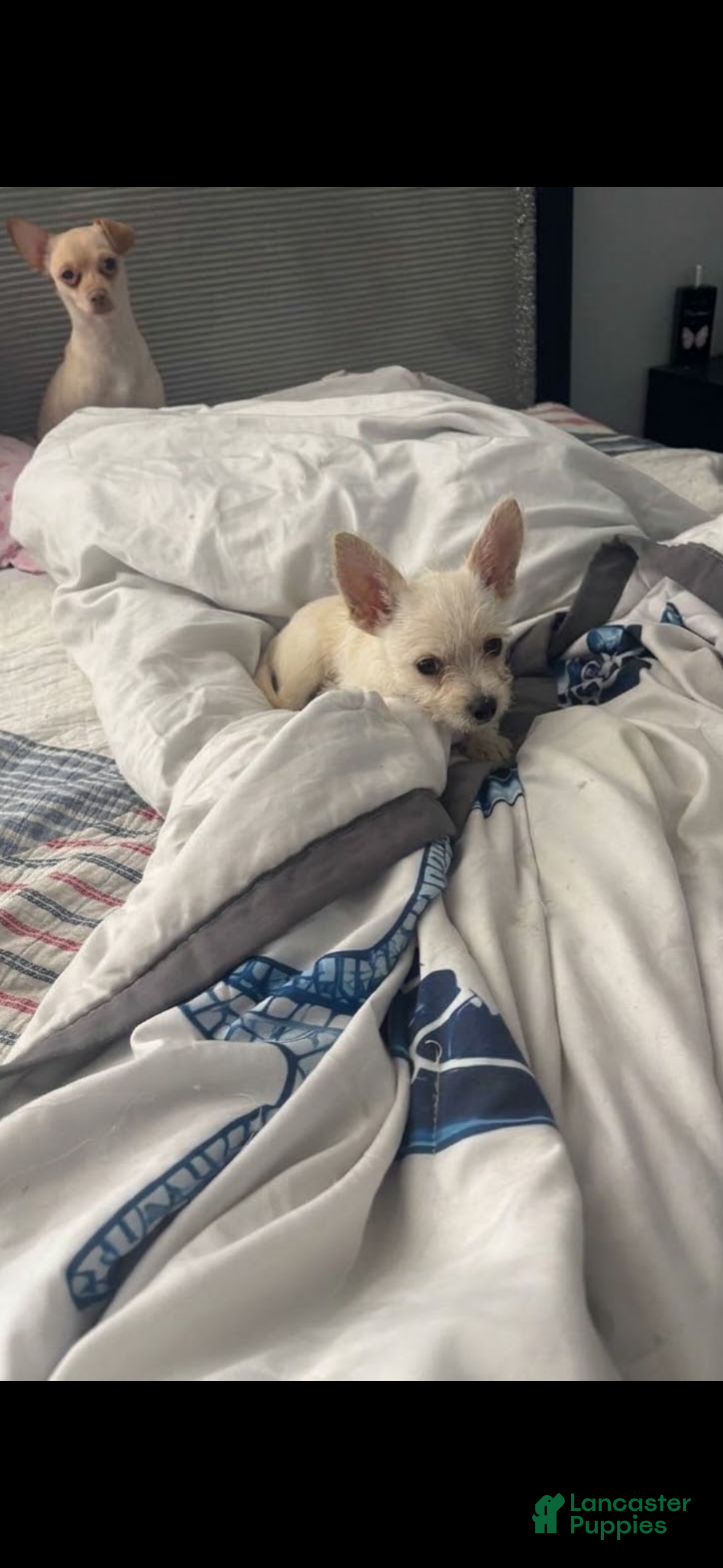 Chihuahua dogs for sale: Chihuahua 1 - Ad 30