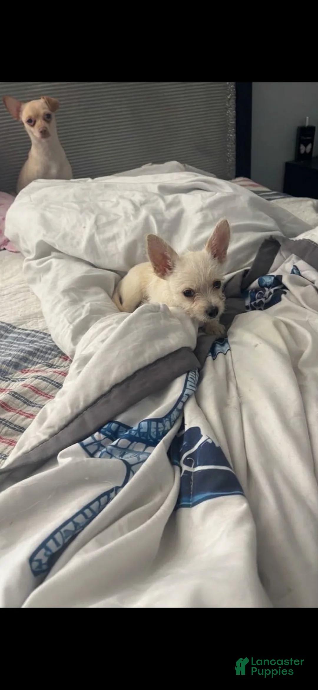 Chihuahua dogs for sale: Chihuahua 1 - Ad 1