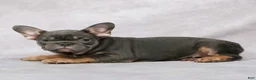 French Bulldog dogs for sale: Grace - Ad 2